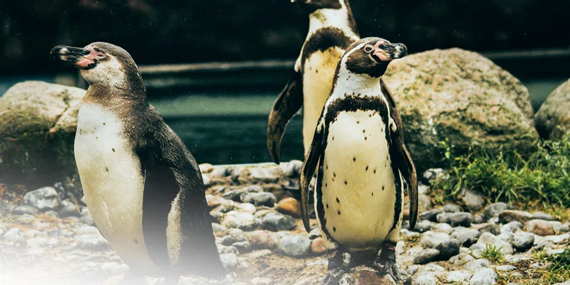 Oplev Nykøbing Falster: Byen med sjæl