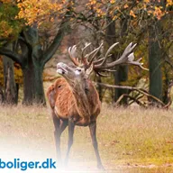 Skanderborg: Byen med det hele